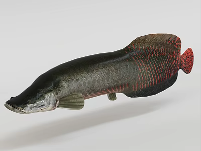 Arowana Aquatic Fish With Long Slender Body And Black Red Scales Displaying Unique Shape 3d model