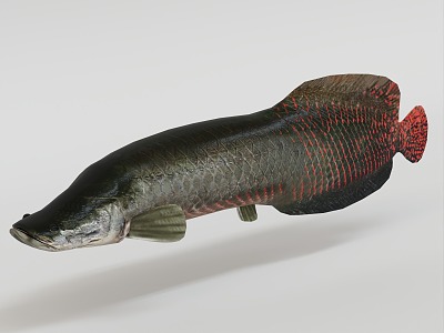 Modern giant bone tongue fish 3d model