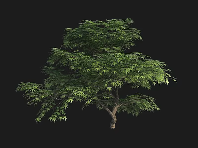 Lush Arbor With Green Leaves Dense Branches And Strong Trunk On Black Background 3d model