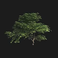 Lush Arbor With Green Leaves Dense Branches And Strong Trunk On Black Background