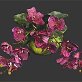 Purple Orchid Plant With Vibrant Blooms In Blue Ceramic Pot And Green Leaves