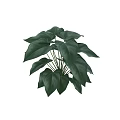 Lush Green Leaf Plant with Yellow Stems in Decorative Vase for Home Interior Decor