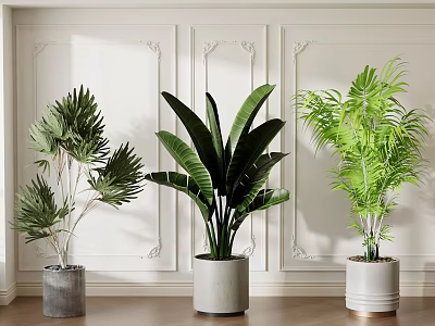 Various Types of Potted Plants with Large Leaves for Modern Indoor Decor on Wooden Floor 3d model