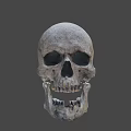 Detailed Human Skull With Textured Surface And Anatomical Features