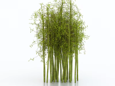Lush Green Bamboo with Slender Stalks and Dense Leaves on White Background 3d model