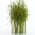 Lush Green Bamboo with Slender Stalks and Dense Leaves on White Background