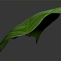 Vibrant fresh green leaf with clear visible veins on gray background
