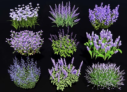 Sage Lavender Iris Flower Baizilian Ophiopogon Japonicus Blue Flower Border Plant Purple Shrubbery 3d model