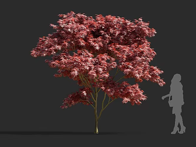 Arbor With Red Leaves And Human Silhouette For Size Comparison 3d model