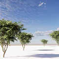 Lush Arbor Trees With Slender Trunks On White Ground Under Blue Sky 3d model