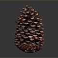 Pine cone plant game item 3d model