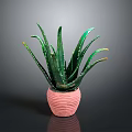 Aloe Vera Plant With Green Leaves And Yellow Edges In Pink Ribbed Pot Indoor Decor
