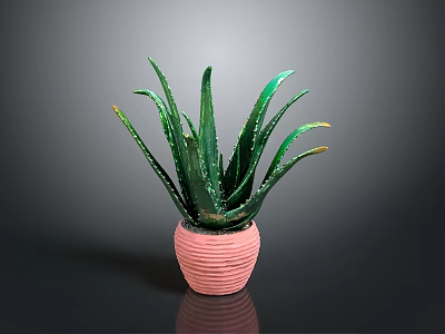 Aloe Vera Plant With Green Leaves And Yellow Edges In Pink Ribbed Pot Indoor Decor 3d model
