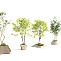 Unique Tree Planters with Various Tree Species and Distinctive Design Shapes 3d model