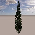Tall Evergreen Arbor Standing Against Blue Sky With White Clouds And Open Ground