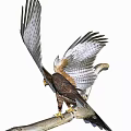 Majestic Falcon Perched On Branch With Spread Wings And Brown White Plumage
