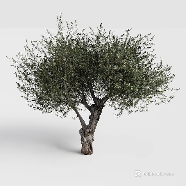 Mature Olive Tree With Thick Trunk And Lush Green Foliage 3d model 