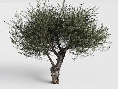 Mature Olive Tree With Thick Trunk And Lush Green Foliage 3d model