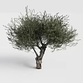 Mature Olive Tree With Thick Trunk And Lush Green Foliage