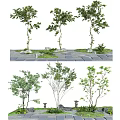 Various Types of Ornamental Arbor Trees with Stone Path Stones and Small Plants