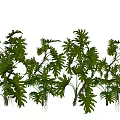 Lush Tropical Green Plants With Large Leaves And Vibrant Foliage For Garden