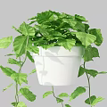 Lush Green Indoor Potted Plant with Heart Shaped Leaves in White Pot and Trailing Vines