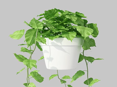 Lush Green Indoor Potted Plant with Heart Shaped Leaves in White Pot and Trailing Vines 3d model