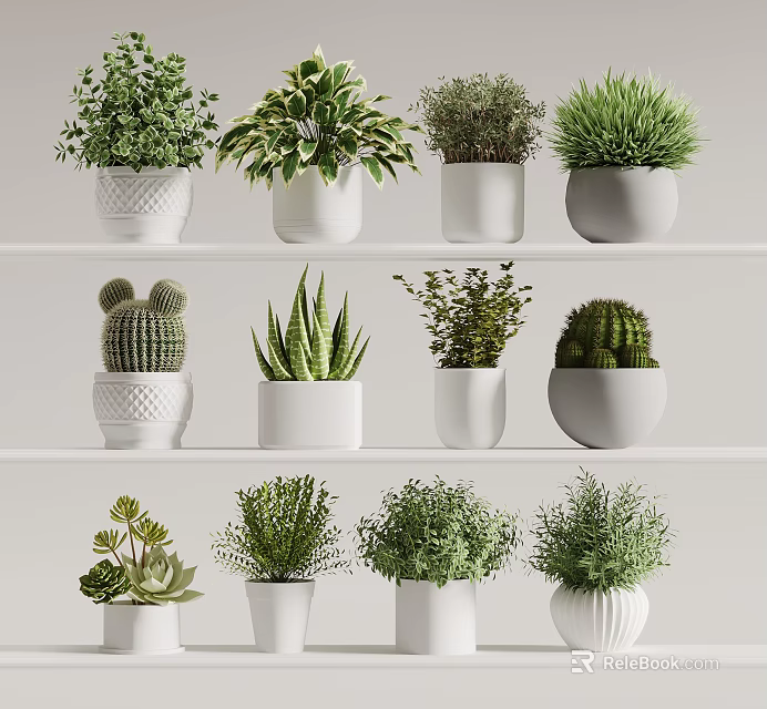 Various Types of Potted Bonsai Plants in White Ceramic Pots on Shelf 3d model 