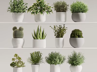 Various Types of Potted Bonsai Plants in White Ceramic Pots on Shelf 3d model