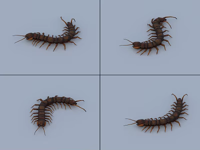 Centipede millipede with bindings and animations 3d model Centipede millipede with bindings and animations 3d model