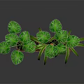 Green Leafy Plants In Wooden Tray With Large Foliage And Varieties