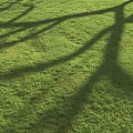 Elegant Decorative Ornament Set On Green Grass With Tree Shadows In Garden