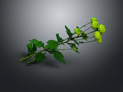 Green Chrysanthemum Branches With Yellow Flowers And Green Leaves On Gray Background 3d model