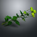 Green Chrysanthemum Branches With Yellow Flowers And Green Leaves On Gray Background