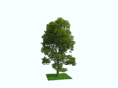Lush Green Deciduous Tree With Dense Foliage Thick Trunk And Fresh Grass 3d model