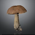 Fresh Edible Mushroom With Red Cap And Brown Stem On Dark Background