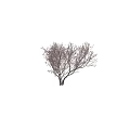 Tall Arbor With Multiple Trunks And Blooming Pink Branches Near Person Silhouette