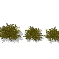 Bushy Green Shrubs For Garden Landscaping With Different Sizes And Lush Foliage