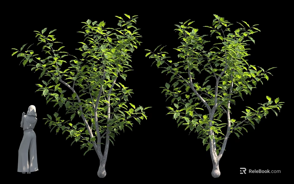 Two Green Leaf Trees With Thin Trunks And Branches Near Human Figure For Scale 3d model 