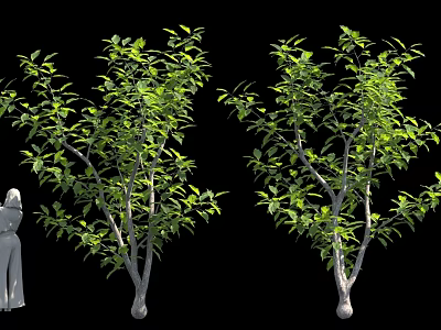 Two Green Leaf Trees With Thin Trunks And Branches Near Human Figure For Scale 3d model