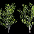 Two Green Leaf Trees With Thin Trunks And Branches Near Human Figure For Scale