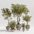Stylish Bonsai Plants In Various Sizes With Green Foliage And Modern Planters