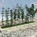 Modern Bamboo Landscape Bamboo Plants 3d model