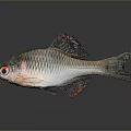 Shiny silver fish with red fins red eyes striped body and visible scales