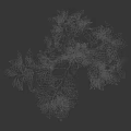 Lush Green Leafy Tree With Slender Branches And Natural Growth Form