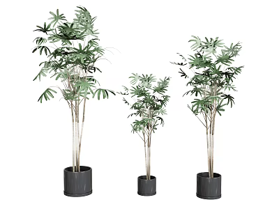 Three Different Sizes Bonsai Potted Plants With Green Leaves In Black Pots 3d model