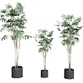 Three Different Sizes Bonsai Potted Plants With Green Leaves In Black Pots