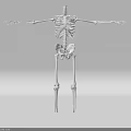Human Skeleton Anatomical Model With Full Body Structure And Extended Arms