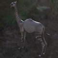 pointed-toed camel biological animal 3d model