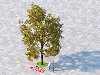 Lush Camphor Tree with Green Yellow Leaves on Paved Ground and People Walking Nearby 3d model